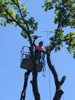 Professioneel uw boom laten verwijderen, Tuin en Terras, Ophalen of Verzenden