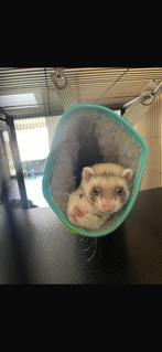 2 handtamme fretjes, Dieren en Toebehoren, Knaagdieren, Fret, Mei, Meerdere dieren, Tam