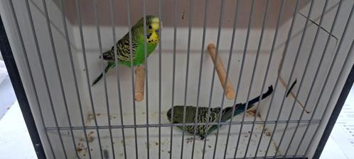 Blackface groene grasparkieten, Dieren en Toebehoren, Vogels | Parkieten en Papegaaien