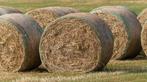 Bio hooi Jacobskruiskruid vrij, Zakelijke goederen, Landbouw | Veevoer, Ophalen