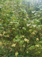 Gratis Struiken Zwarte bessen, Sering gewone, Forsythia, Tuin en Terras, Ophalen