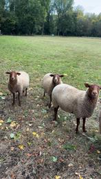 Ardense voskop schapen, Dieren en Toebehoren, Vrouwelijk, Schaap, 0 tot 2 jaar