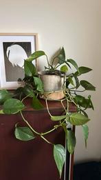 Hangplant, Huis en Inrichting, Kamerplanten, Ophalen