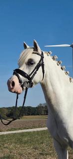 Bellisimo 7 jaar Welsh b pony, Dieren en Toebehoren, Pony's, Ruin