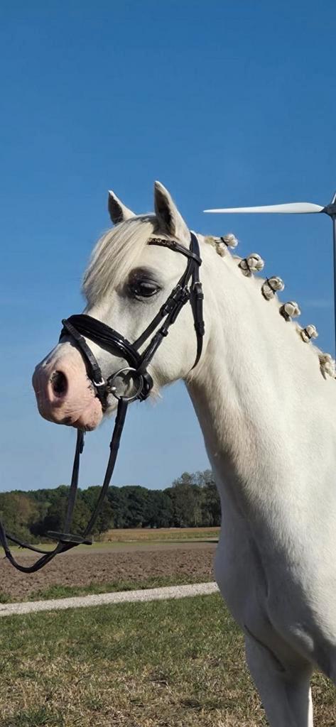 Bellisimo 7 jaar Welsh b pony, Dieren en Toebehoren, Pony's, Ruin