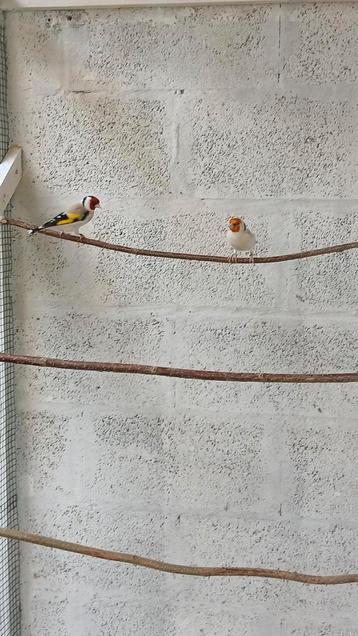 Chardonneret major couples, Dieren en Toebehoren, Vogels | Overige Vogels