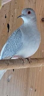 Diamant duifjes 5 stuks, Dieren en Toebehoren