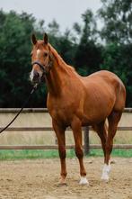 10-jarige ruin te koop, Dieren en Toebehoren, Paarden, Gechipt, 175 cm of meer, Ruin, Niet van toepassing