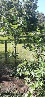 vijgenboom, Jardin & Terrasse, Plantes | Arbres, Plein soleil, Enlèvement, Été, 100 à 250 cm