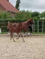 Dressuur veulen merrie Johnny Depp, Dieren en Toebehoren, Paarden, Merrie, Dressuurpaard, 0 tot 2 jaar, 170 tot 175 cm