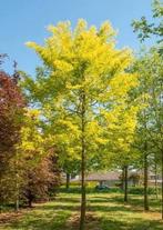 Gleditsia triacanthos ‘Sunburst’ – Amerikaanse Christusdoorn, Tuin en Terras, Ophalen, Herfst