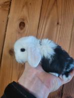 Prachtig nederlands dwerg hangoortje voedster met blauwe oge