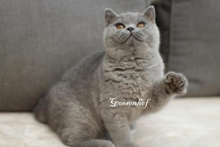 dadelijk beschikbaar blauw brits korthaar katertje, Dieren en Toebehoren, Katten en Kittens | Raskatten | Korthaar, Kater, 0 tot 2 jaar