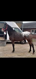 4 jarige Elegante Appaloosa E, Dieren en Toebehoren, Springpony, 3 tot 6 jaar, Gechipt, Onbeleerd