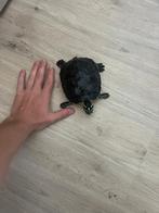 Waterschildpadden, Dieren en Toebehoren, Reptielen en Amfibieën, Schildpad, 7 tot 10 jaar