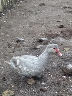 Barberie eend mannelijk parelgrijs, Dieren en Toebehoren, Pluimvee, Mannelijk, Eend