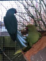 Halsbandparkieten, Dieren en Toebehoren, Meerdere dieren