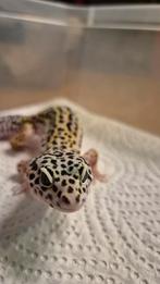 Jonge luipaardgekko, Hagedis, Tam, 0 tot 2 jaar