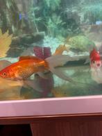 9 Goudvissen van 15cm te koop, Dieren en Toebehoren, Vissen | Aquariumvissen, Zoetwatervis, Schoolvis