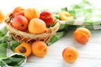 Abrikozen mooie oude soorten, heerlijke vruchten met smaak, Jardin & Terrasse, Plantes | Arbres, En pot, Plein soleil, Printemps
