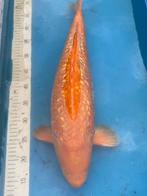 Japanse koi 40-65. Leegverkoop!! Vanaf 75€, Dieren en Toebehoren, Vissen | Vijvervissen, Karper of Koi