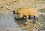 JONGE  WILDE  ZWIJNTJES  AAN  HET  DRINKEN, Verzamelen, Postkaarten | Dieren, Verzenden, Ongelopen, Wild dier