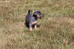 Jack russell puppy, Dieren en Toebehoren, België, Particulier, Jack Russell Terriër, 8 tot 15 weken