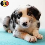 Border Collie (reutjes) Belgische pups te koop, België, CDV (hondenziekte), 8 tot 15 weken, Meerdere