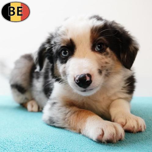 Border Collie (reutjes) Belgische pups te koop, Dieren en Toebehoren, Honden | Herdershonden en Veedrijvers, Reu, Overige rassen