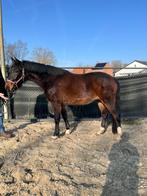 Grote d pony, Dieren en Toebehoren, Ruin, Onbeleerd, Gechipt, 3 tot 6 jaar