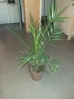 Dadelpalm 1meter hoog 30 euro, Huis en Inrichting, Kamerplanten, 100 tot 150 cm, Palm, Halfschaduw, Bloeiende kamerplant