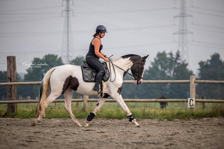 Lieve 5y allround merrie, mooie stamboom, Dieren en Toebehoren, Paarden, Merrie, L, 165 tot 170 cm, 3 tot 6 jaar, Recreatiepaard