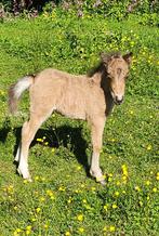 Amerikaans mini paardje, Dieren en Toebehoren, Pony's, Hengst, 0 tot 2 jaar, Gechipt, Niet van toepassing
