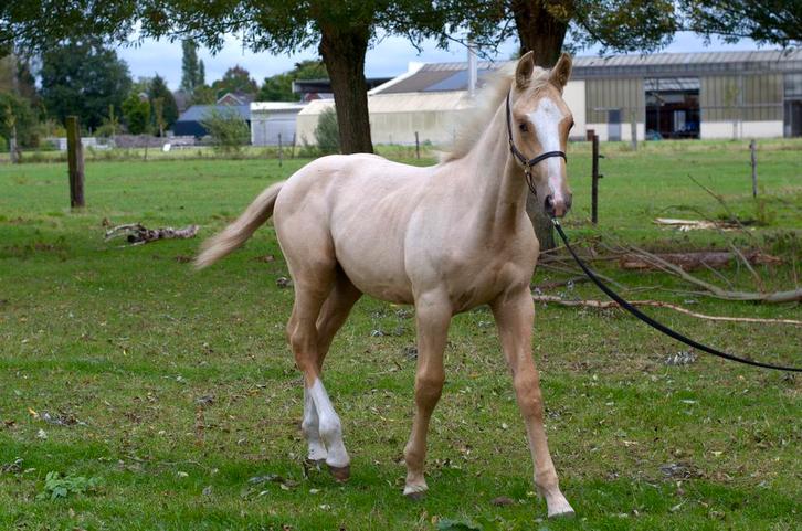 Palomino hengstveulen te koop, Dieren en Toebehoren, Paarden, Hengst, Niet van toepassing, 0 tot 2 jaar, Met stamboom