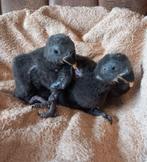 Baby Edelpapegaai, Geslacht onbekend, Papegaai, Pratend