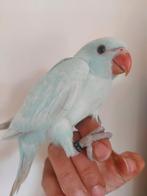 Perruche à collier, Perruche