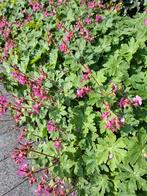 mooie sterke bodembedekker geranium macrorrhizum, Ophalen, Lente, Vaste plant, Bodembedekkers