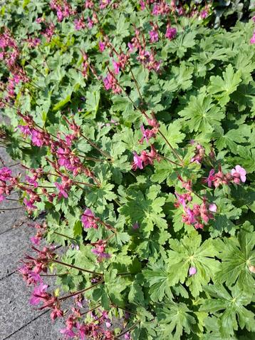 mooie sterke bodembedekker geranium macrorrhizum  beschikbaar voor biedingen