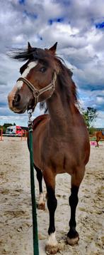 Welsh C merrie, Dieren en Toebehoren, Paarden, Merrie, Minder dan 160 cm, Gechipt, L