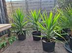 Yucca (palmlelie), Ophalen, Zo goed als nieuw