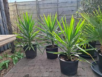Yucca (palmlelie) beschikbaar voor biedingen