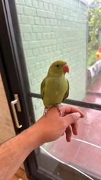 Groene jonge halsbandparkiet te koop hand tam, Dieren en Toebehoren, Vogels | Parkieten en Papegaaien