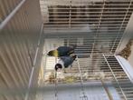Personatas, Dieren en Toebehoren, Meerdere dieren, Dwergpapegaai of Agapornis, Geringd