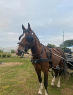 Franche montagne 3 ans, Dieren en Toebehoren, Paarden