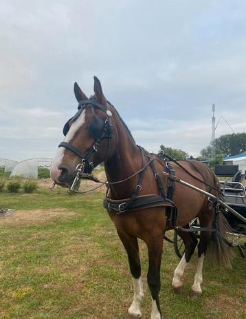 Franche montagne 3 ans