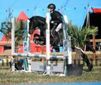 allround B-pony te koop, Dieren en Toebehoren, Ruin, 3 tot 6 jaar, B pony (1.17m tot 1.27m), Met stamboom