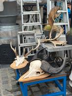 Schedels jachttrofeeën taxidermie opgezette dieren, Ophalen of Verzenden