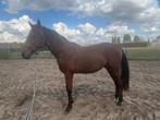 2j hengst nakomeling van dynamic dream, Dieren en Toebehoren, Paarden, Minder dan 160 cm, Gechipt, Dressuurpaard, 0 tot 2 jaar