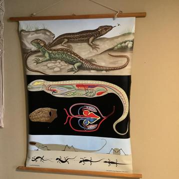 Vintage schoolaffiche reptiel beschikbaar voor biedingen