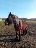Belgische trekpaard merrie, Animaux & Accessoires, Chevaux, Avec pedigree, Débourré, 165 à 170 cm, Cheval de récréation